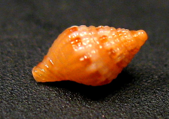 Conidae da verificare